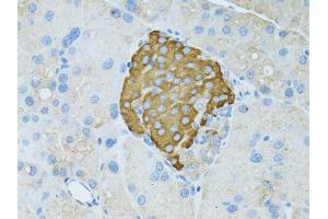 Immunohistochemistry of paraffin-embedded rat pancreas using TEFM antibody. (TEFM anticorps)