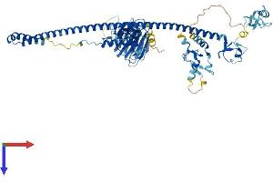 AlphaFold protein structure predicition of Human Recombinant MID1 Protein, UniprotID O15344