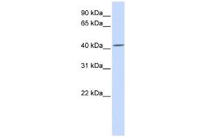 SIL1 antibody used at 1 ug/ml to detect target protein. (SIL1 anticorps)