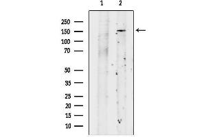 anti-Neurexin 1 (NRXN1) (N-Term) antibody
