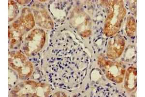 Immunohistochemistry of paraffin-embedded human kidney tissue using ABIN7166170 at dilution of 1:100