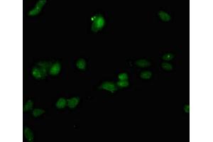 Immunofluorescent analysis of HepG2 cells using ABIN7167020 at dilution of 1:100 and Alexa Fluor 488-congugated AffiniPure Goat Anti-Rabbit IgG(H+L)