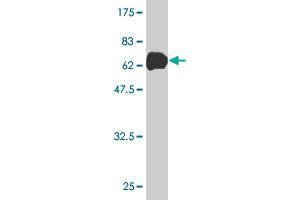 Western Blot detection against Immunogen (63.