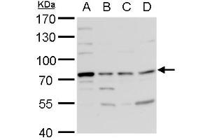 WB Image TDP1 antibody [N1N3] detects TDP1 protein by western blot analysis. (TDP1 anticorps)