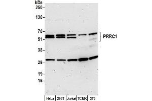 anti-Proline-Rich Coiled-Coil 1 (PRRC1) (AA 225-275) antibody