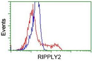 HEK293T cells transfected with either RC220725 overexpress plasmid (Red) or empty vector control plasmid (Blue) were immunostained by anti-RIPPLY2 antibody (ABIN2453597), and then analyzed by flow cytometry. (RIPPLY2 anticorps)