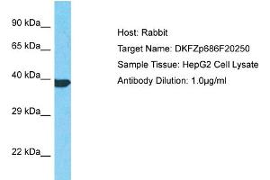 Host: Rabbit Target Name: DKFZp686F20250 Sample Type: HepG2 Whole Cell lysates Antibody Dilution: 1. (DKFZp686F20250 (C-Term) anticorps)