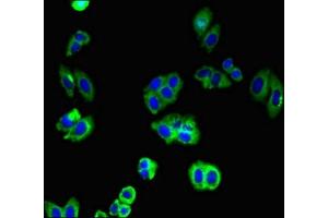 Immunofluorescent analysis of HepG2 cells using ABIN7146224 at dilution of 1:100 and Alexa Fluor 488-congugated AffiniPure Goat Anti-Rabbit IgG(H+L)
