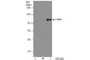 IP Image Immunoprecipitation of KHS protein from 293T whole cell extracts using 5 μg of KHS antibody, Western blot analysis was performed using KHS antibody, EasyBlot anti-Rabbit IgG  was used as a secondary reagent. (MAP4K5 anticorps)