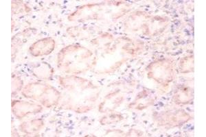 Immunohistochemistry of paraffin-embedded human kidney tissue using ABIN7155434 at dilution of 1:100 (Histone H3.3 anticorps  (AA 2-136))