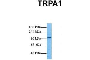 Host:  Rabbit  Target Name:  TRPA1  Sample Tissue:  Human HepG2  Antibody Dilution:  1. (TRPA1 anticorps  (Middle Region))