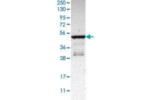 Western blot analysis of Human cell line RT-4 with PLEKHA1 polyclonal antibody  at 1:100-1:250 dilution. (PLEKHA1 anticorps)