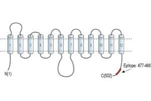 Representative domain view of the target of ABIN7885456.