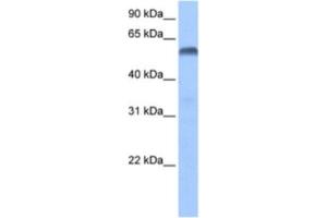 Western Blotting (WB) image for anti-Paired Box 3 (PAX3) antibody (ABIN2460469) (Paired Box 3 anticorps)