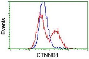 HEK293T cells transfected with either RC208947 overexpress plasmid (Red) or empty vector control plasmid (Blue) were immunostained by anti-CTNNB1 antibody (ABIN2454136), and then analyzed by flow cytometry. (CTNNB1 anticorps)