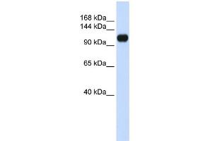 WB Suggested Anti-KIAA0692 Antibody Titration: 0. (ANKLE2 anticorps  (Middle Region))