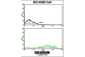 Flow cytometric analysis of NCI-H292 cells using Fascin Antibody (bottom histogram) compared to a negative control cell (top histogram). (Fascin anticorps  (AA 322-350))