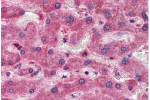 Human Liver: Formalin-Fixed, Paraffin-Embedded (FFPE) (CREB3L1 anticorps  (AA 497-509))