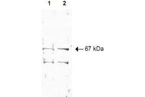 Western blot using Nrf1 polyclonal antibody  shows detection of a 67 KDa band corresponding to human Nrf1 in a (Lane 1) HeLa nuclear extract and (Lane 2) whole cell lysate (molecular weight marker not shown). (NRF1 anticorps  (AA 1-534))