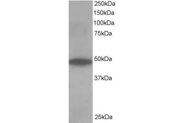 OSBPL1A anticorps  (C-Term)