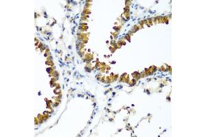 Immunohistochemistry of paraffin-embedded mouse lung using WWTR1 antibody (ABIN5974805) at dilution of 1/200 (40x lens). (WWTR1 anticorps)