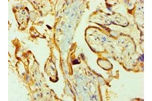 Immunohistochemistry of paraffin-embedded human placenta tissue using ABIN7162798 at dilution of 1:100