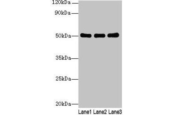 SIGLEC6 antibody  (AA 76-269)