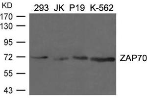 Western blot analysis of extracts from 293, JK, p19 and K-562 cells using ZAP70(Ab-292) Antibody. (ZAP7 (AA 288-292) anticorps)