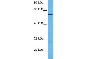 Host:  Rabbit  Target Name:  PPP3CA  Sample Tissue:  Mouse Heart  Antibody Dilution:  1ug/ml