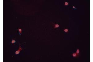 ABIN6276411 staining HEPG2 cells by ICC/IF.