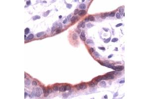 Human placenta stained with anti-ANXA1 (Annexin a1 anticorps  (N-Term))