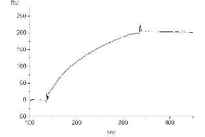 Target binding kinetics (Biacore), Binding to human IgE (SUS-11) (Souris anti-Humain IgE (Fc Region) Anticorps)