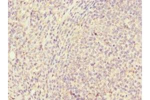 Immunohistochemistry of paraffin-embedded human tonsil tissue using ABIN7147155 at dilution of 1:100 (Fc gamma RII (CD32) (AA 36-229) anticorps)
