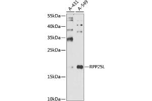 Western blot analysis of extracts of various cell lines, using RPP25L antibody (ABIN6131473, ABIN6147178, ABIN6147179 and ABIN6225234) at 1:1000 dilution.
