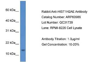 Western Blotting (WB) image for anti-Histone Cluster 1, H2ae (HIST1H2AE) (Middle Region) antibody (ABIN786312) (HIST1H2AE anticorps  (Middle Region))