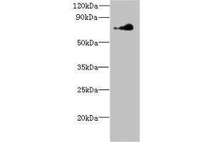 Western blot All lanes: NEK11 antibody at 7 μg/mL + Hela whole cell lysate Secondary Goat polyclonal to rabbit at 1/10000 dilution Predicted band size: 75, 55, 56, 69 kDa Observed band size: 75 kDa (NEK11 anticorps  (AA 245-482))