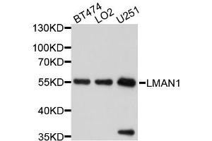 Western blot analysis of extracts of various cell lines, using LMAN1 antibody. (LMAN1 anticorps  (AA 270-480))