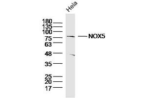 Hela lysates probed with NOX5 Polyclonal Antibody, Unconjugated  at 1:300 dilution and 4˚C overnight incubation. (NOX5 anticorps  (AA 501-600))