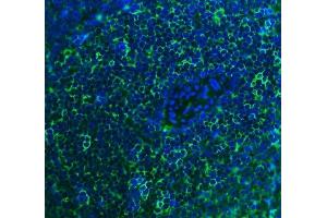IF analysis of Cd2 using anti-Cd2 antibody (ABIN7600738). (CD2 anticorps  (AA 23-201))