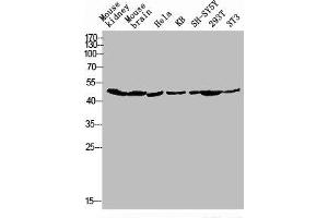 Western blot analysis of Mouse-kidney mouse-brain HELA KB SH-SY5Y 293T 3T3 lysis using GPR173 antibody. (GPR173 anticorps  (Internal Region))