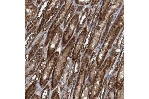 Immunohistochemical staining of human kidney with NAPEPLD polyclonal antibody  shows strong cytoplasmic positivity in tubular cells at 1:50-1:200 dilution. (NAPEPLD anticorps)