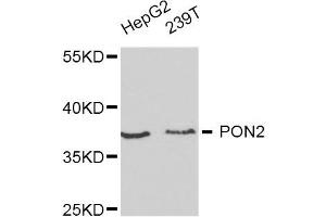 Western blot analysis of extracts of HepG2 and 293T cell lines, using PON2 antibody. (PON2 anticorps)