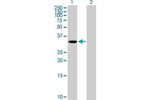 Western Blot analysis of ASB4 expression in transfected 293T cell line by ASB4 MaxPab polyclonal antibody. (ASB4 anticorps  (AA 1-349))