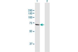 Western Blot analysis of HSPA2 expression in transfected 293T cell line by HSPA2 MaxPab polyclonal antibody. (HSPA2 anticorps  (AA 1-639))