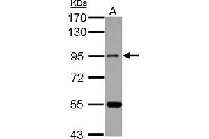 Western Blotting (WB) image for anti-Methionyl-tRNA Synthetase 2, Mitochondrial (MARS2) (N-Term) antibody (ABIN1494048)