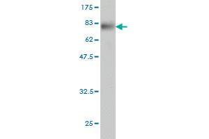 Western Blot detection against Immunogen (80.