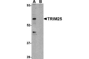 Western blot analysis of TRIM25 in HeLa cell lysate in (A) the absence and (B) presence of blocking peptide with this product at 1 μg/ml. (TRIM25 anticorps  (C-Term))