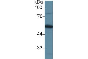 Western Blot; Sample: Mouse Testis lysate; Primary Ab: 1µg/ml Rabbit Anti-Mouse DBP Antibody Second Ab: 0.