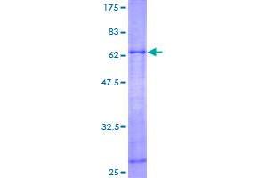 Image no. 1 for Actin Related Protein 2/3 Complex, Subunit 1A, 41kDa (ARPC1A) (AA 1-370) protein (GST tag) (ABIN1345685)