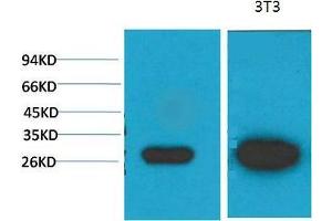 Western Blot (WB) analysis of 1)MCF7, 2) 3T3 with Galectin-3 Mouse Monoclonal Antibody diluted at 1:2000. (Galectin 3 anticorps)